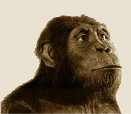 Australopithecus anamensis (4 m.a)