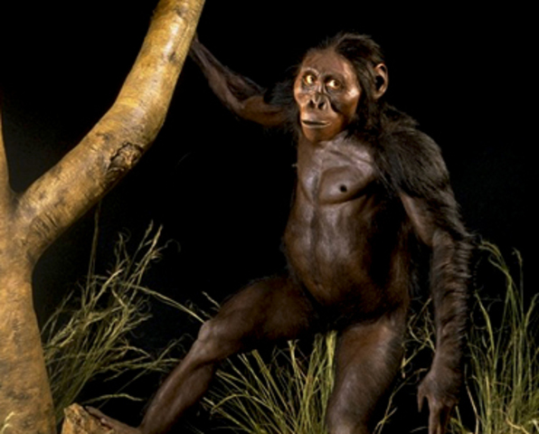 Australopithecus afarensis