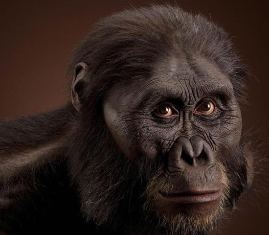 Australopithecus afarensis