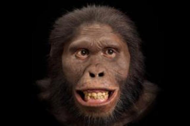 Australopithecus africanus (3 millones de años)
