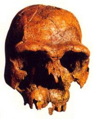 Homo Habilis
