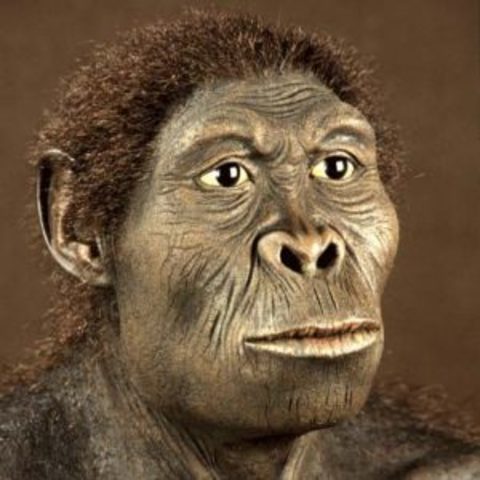 Homo habilis - 1500000ma