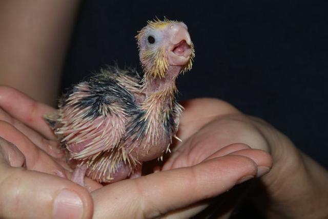 Nacimiento de un pajaro en mi casa