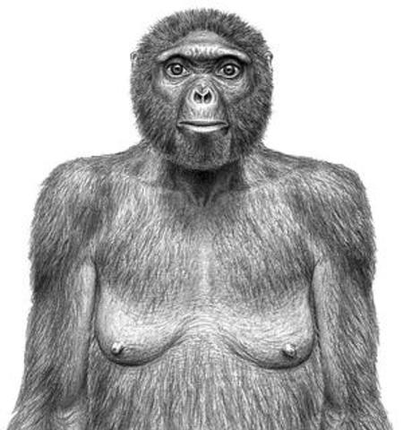 Ardipithecus ramidus
