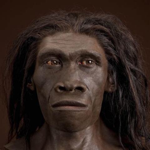 Homo erectus