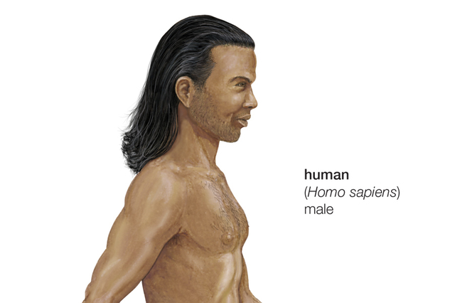 Homo Sapiens Sapiens