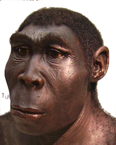 Homo ergaster (1 millon de años)