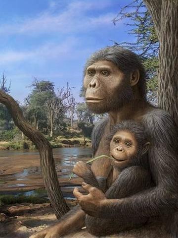 Australopithecus Afarensi
