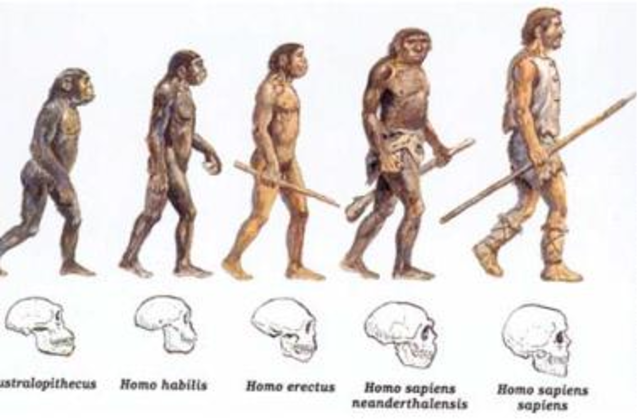 Homo sapiens sapiens