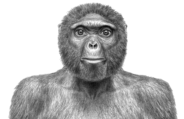 Ardipithecus Ramidus
