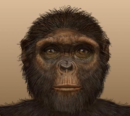 Ardipithecus ramidus