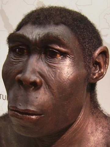Homo erectus