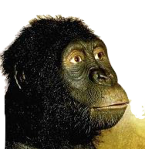 Australopithecus Anamensis