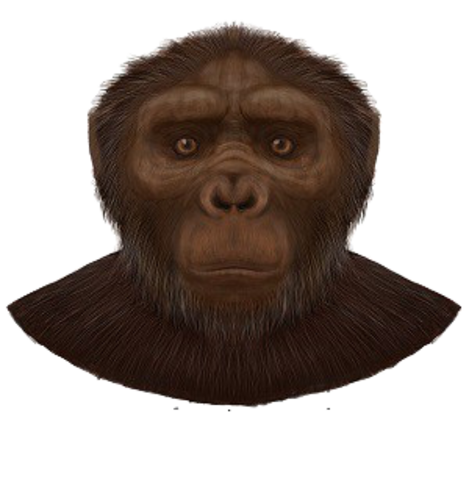 Australopithecus afarensis