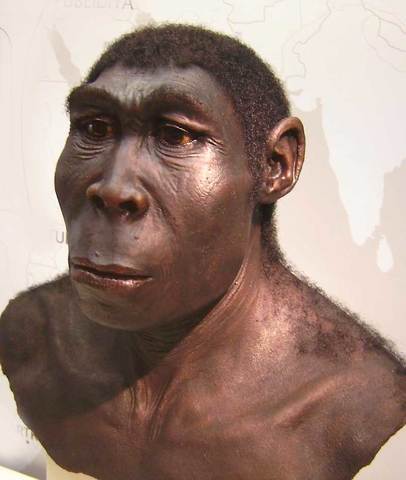 Homo erectus