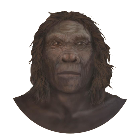 Homo Habilis