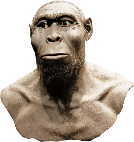 Homo Rudolfensis