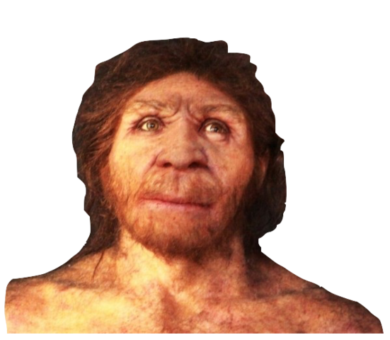 Homo antecessor