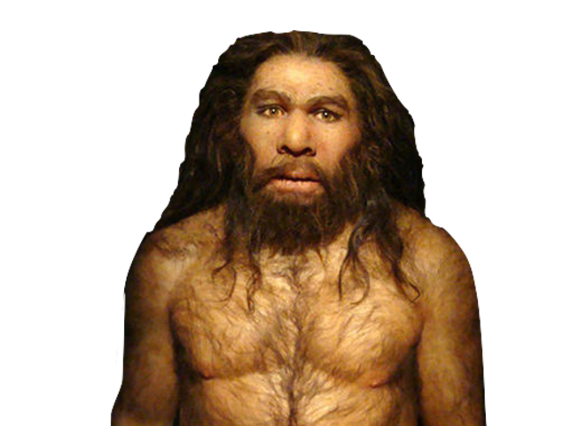 Homo Neanderthalensis
