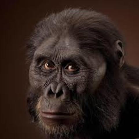 Australopithecus afarensis