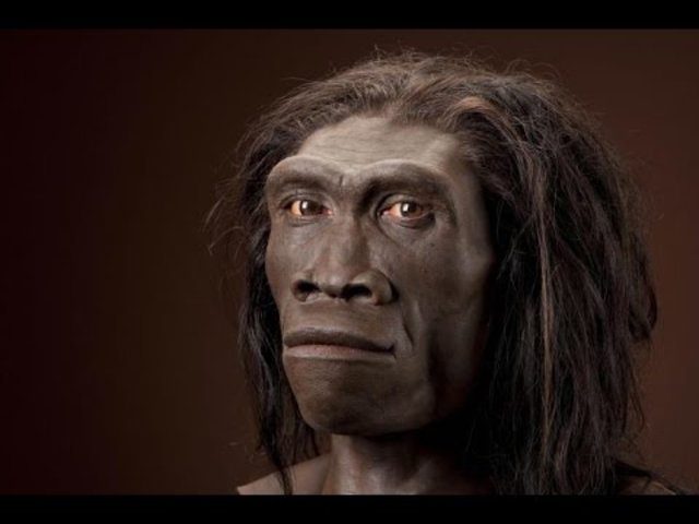 Homo erectus
