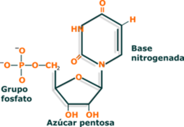 Publicacion en Nature "Estructura de los acidos nucleicos"