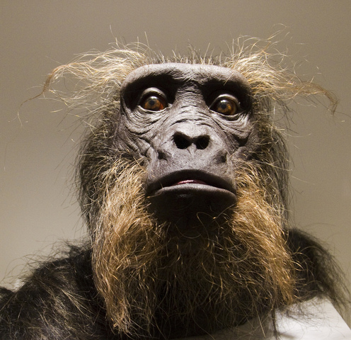 Sahelanthropus tchadensis,