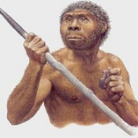 Homo erectus - 300000a