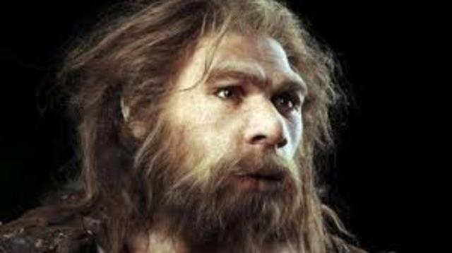 Homo Neanderthalensis