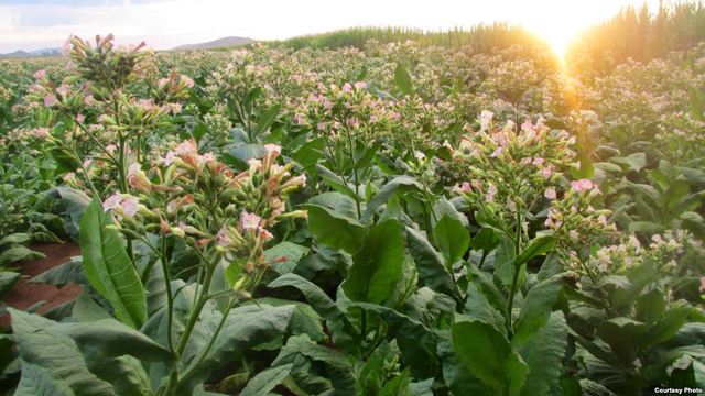 Tobacco was one of the 1st crops in Europe.