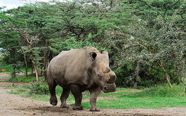 Suni, One of the Last Remaining Male Northern White Rhinos, Dies.