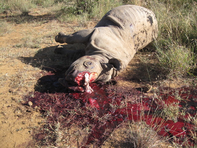 Poaching Increase Due to High Demand for Rhino Horns