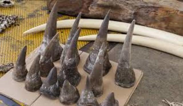 International Trading Ban on Rhino Horns