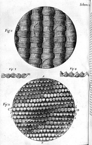 Pubblicazione di "Micrographia"