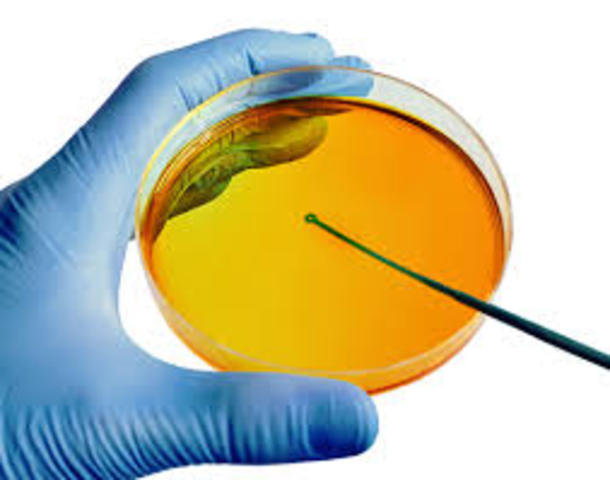 Julius Richard Petri