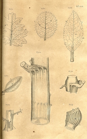 Pubblicazione di "Anatomes Plantarum"