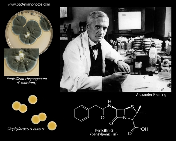 Alexander Fleming