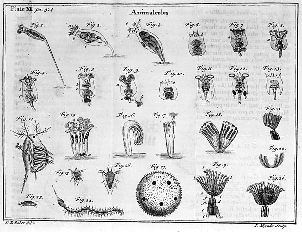 Le osservazioni di Van Leeuwenhoek