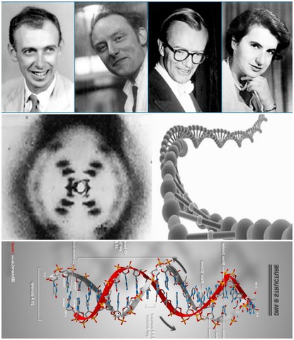 Watson, Crick y Wilkins -. Rosalind Franklin