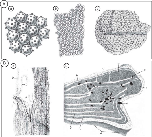Il dogma fondamentale della teoria cellulare di Dutrochet