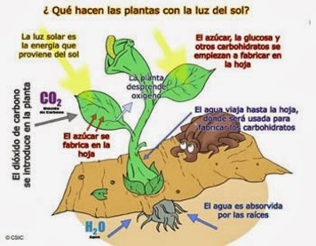 Que hacen las plantas con la luz solar