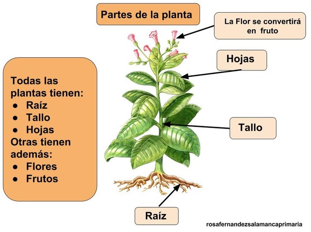 Partes de las plantas
