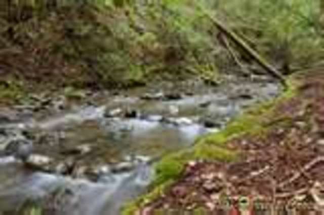 get vlost in the  woods for a couple days