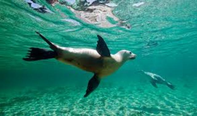 Australian Sea Lion