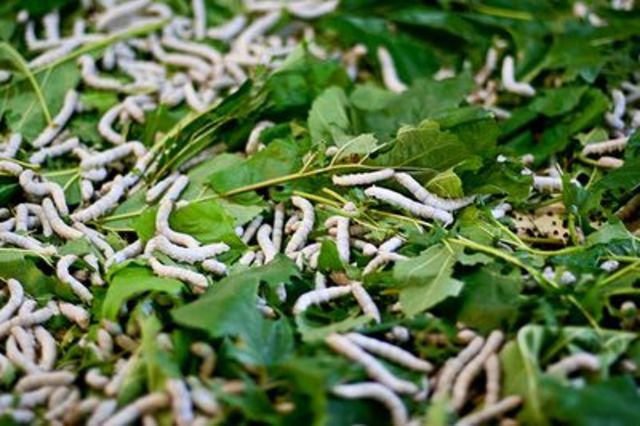 Silkworm Farms Spread