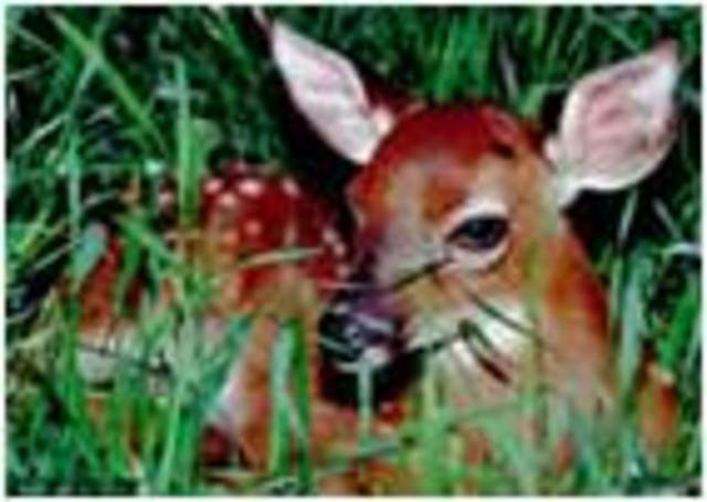 Asistentes de Orientación