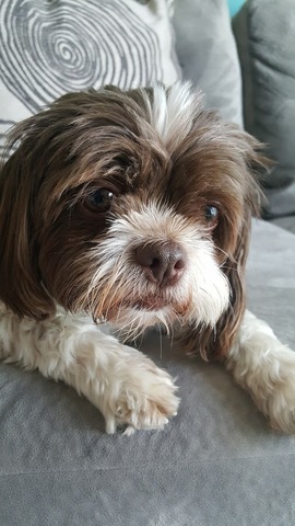 Sonya Adopted pet Bailee