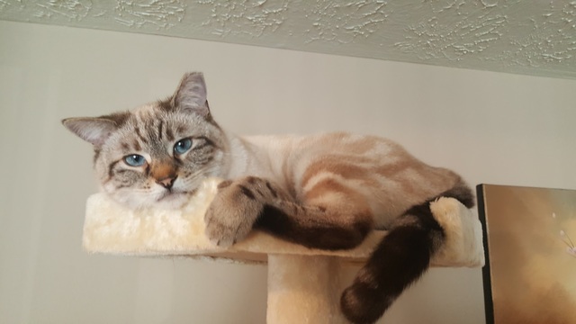 Sonya rescued Bella cat