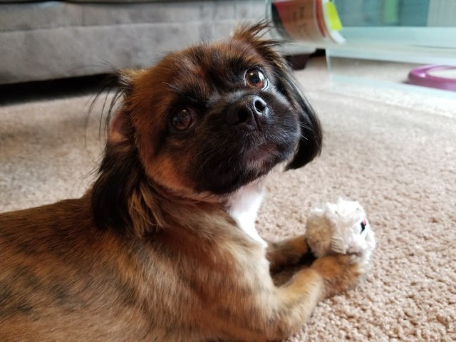 Sonya Adopted pet Buster