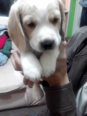 Adopcion